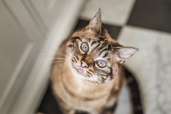 gato idoso.