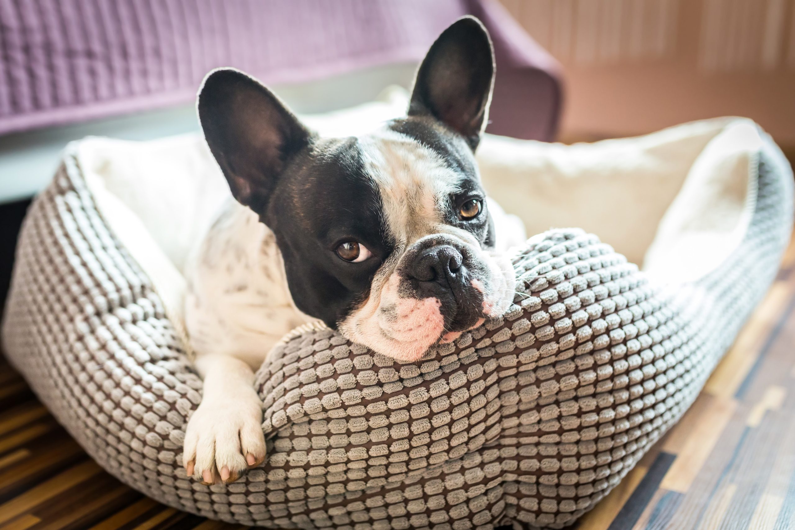 Buldogue Francês