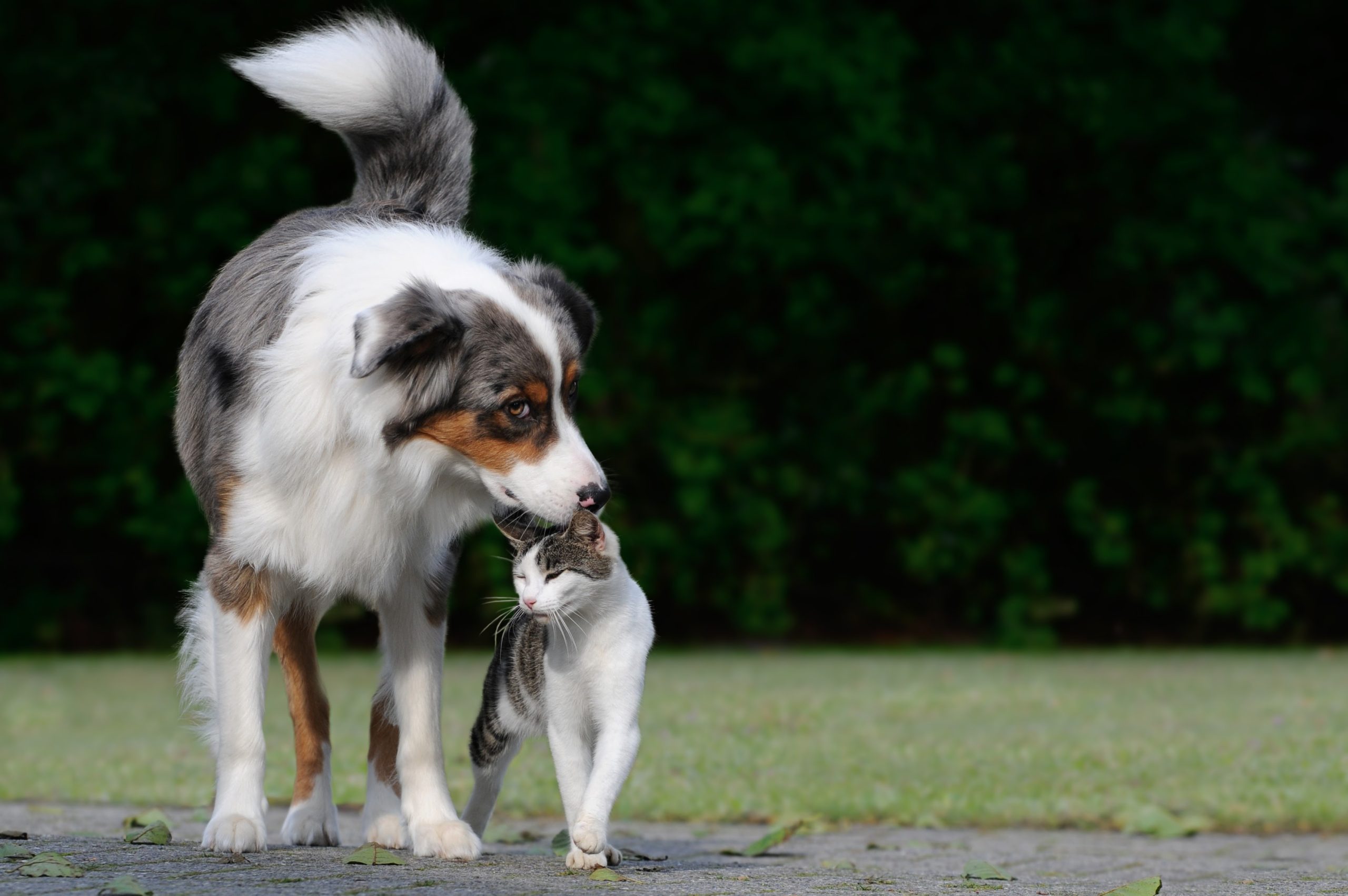 Cachorro pode comer ração de gato ou vice-versa?
