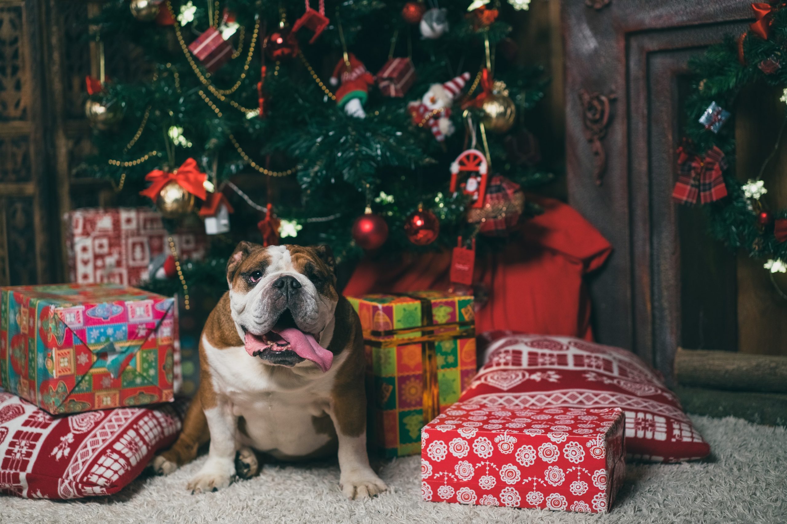Fotografia e vídeo: como produzir conteúdos incríveis dos pets?