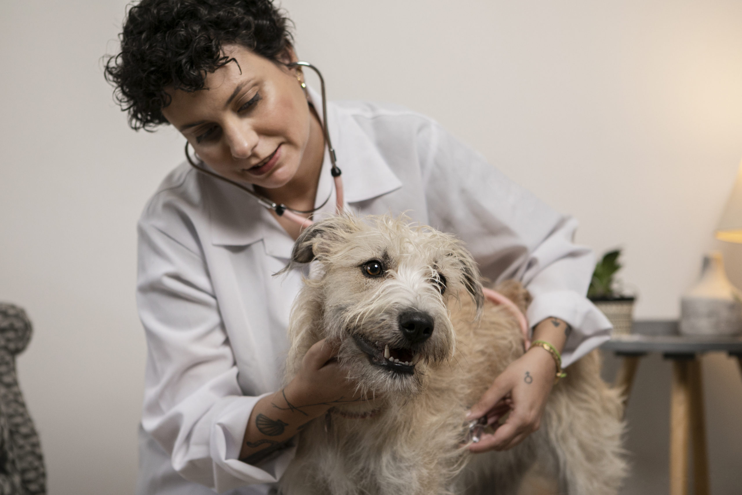 Tosse dos Canis: o que é, como tratar e prevenir a doença