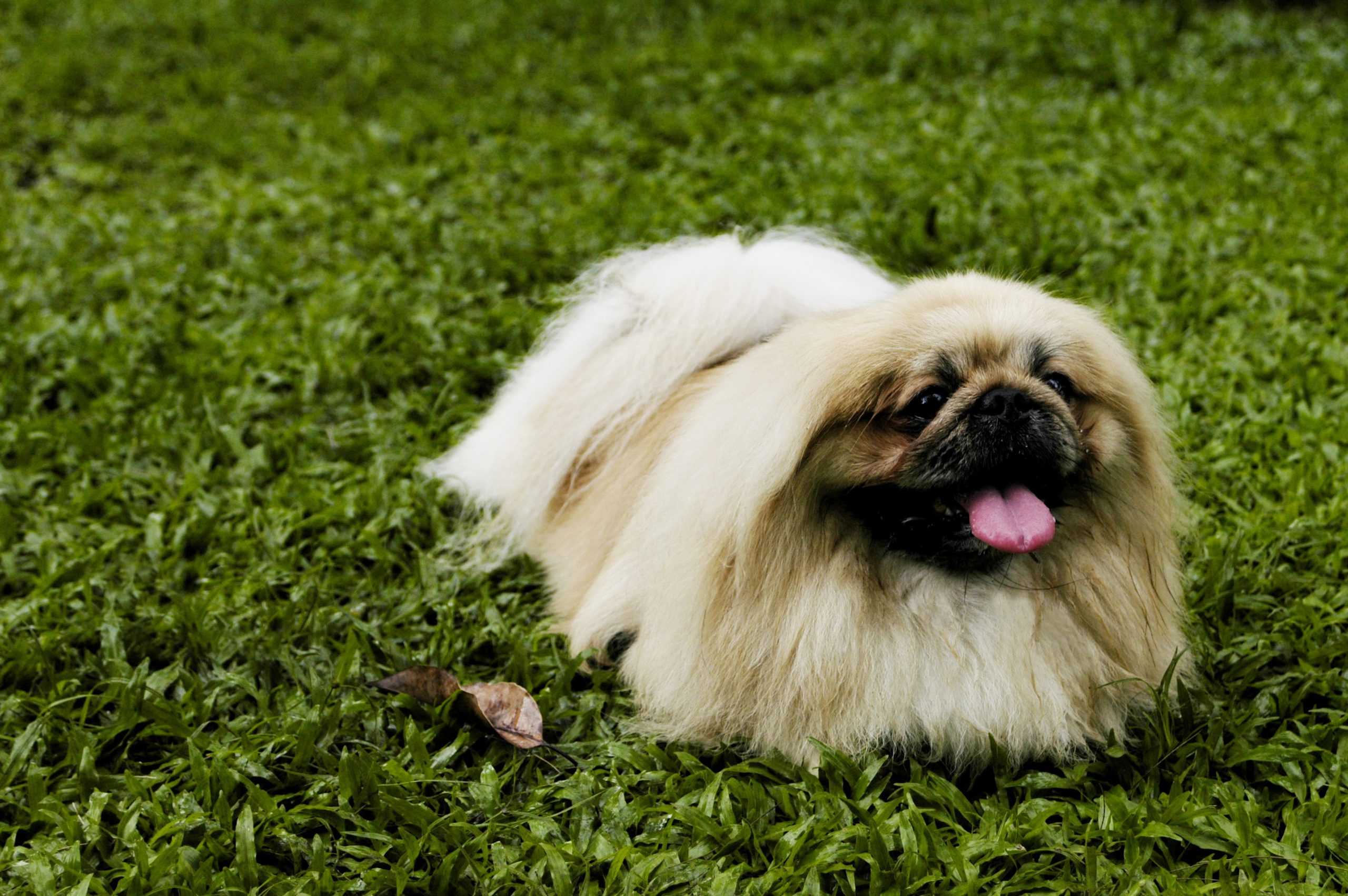 Hospedando pets de pelo longo