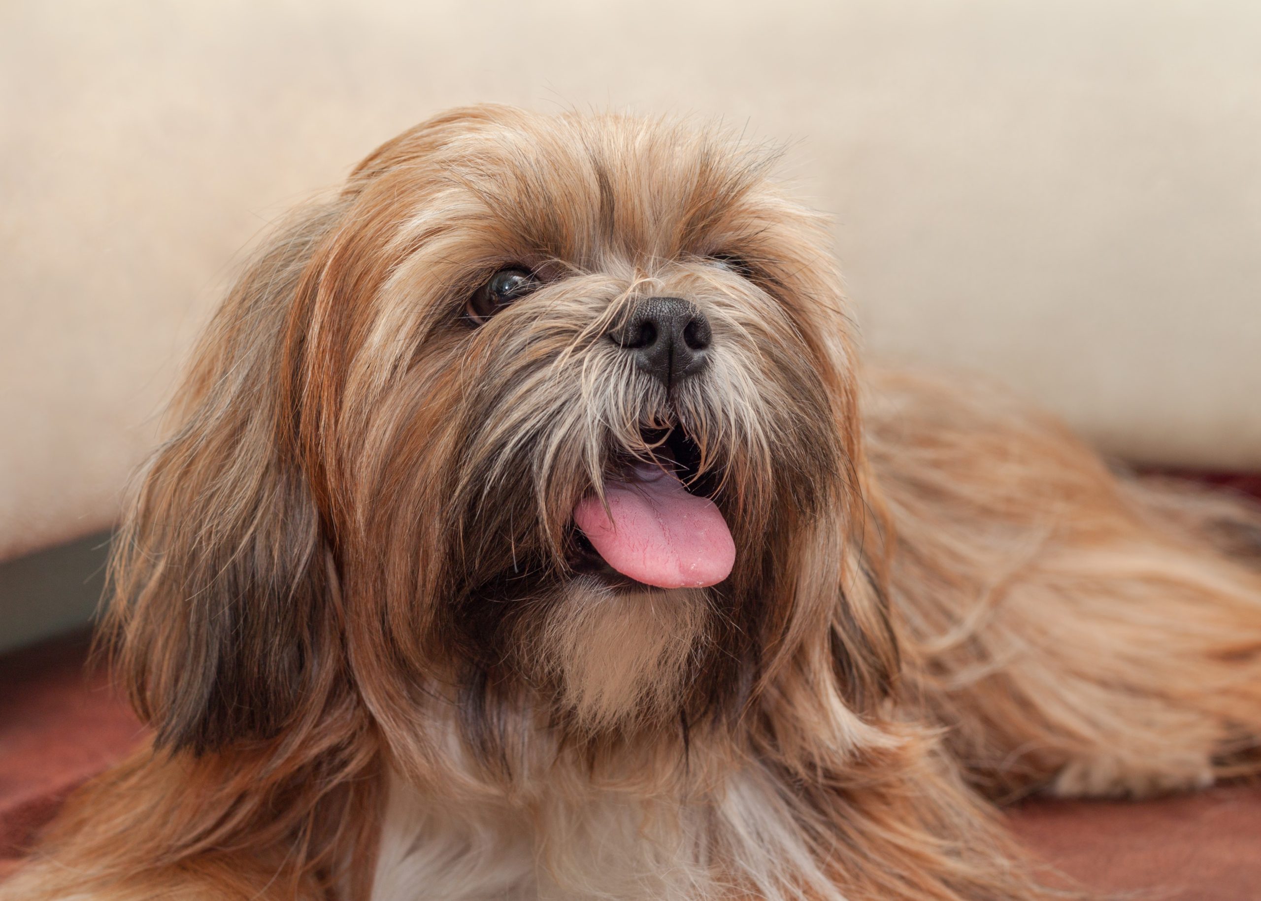 Lhasa Apso