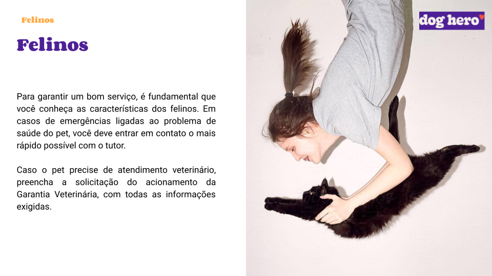 Fox Paulistinha – Principais doenças