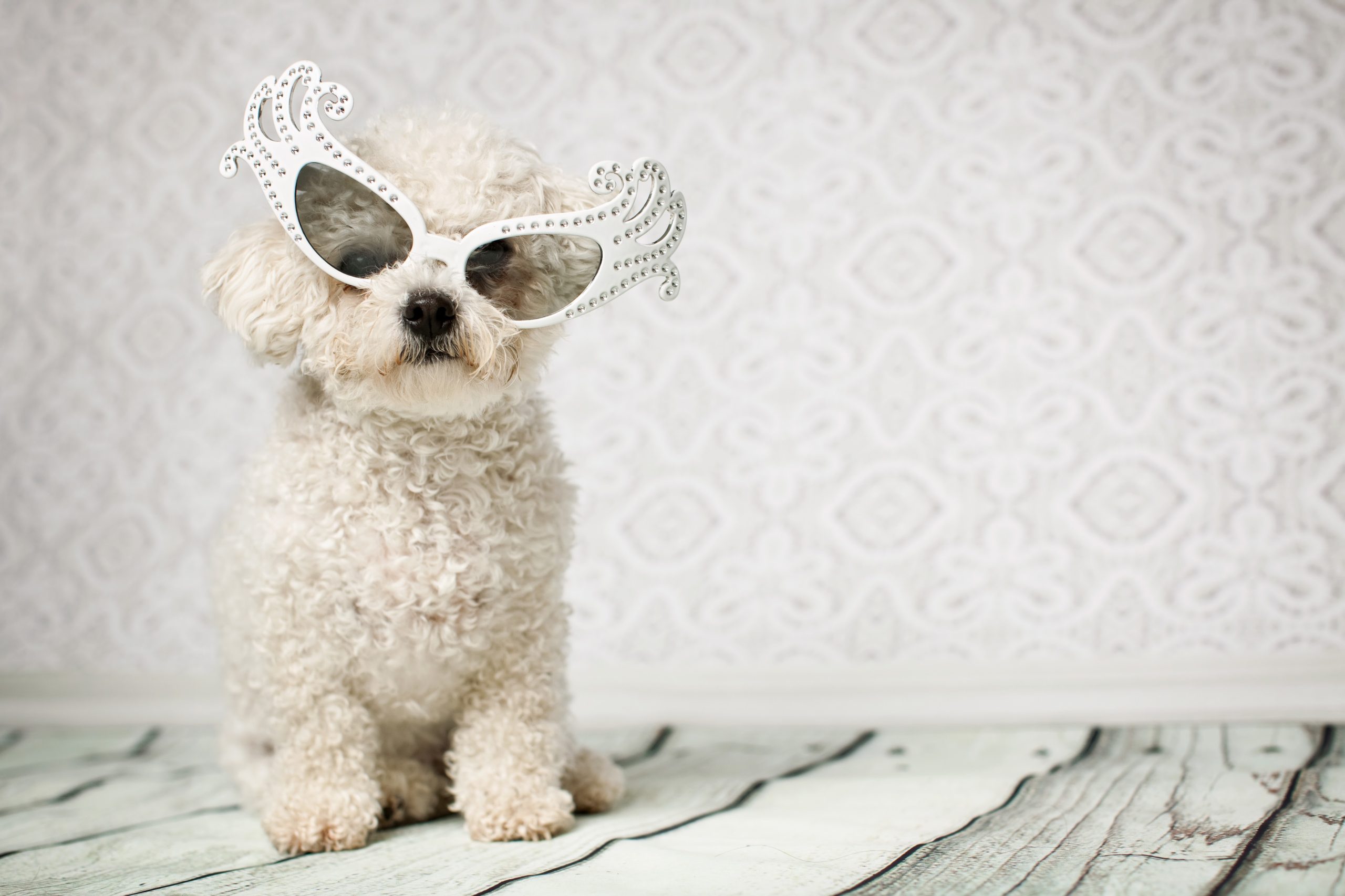 Poodle