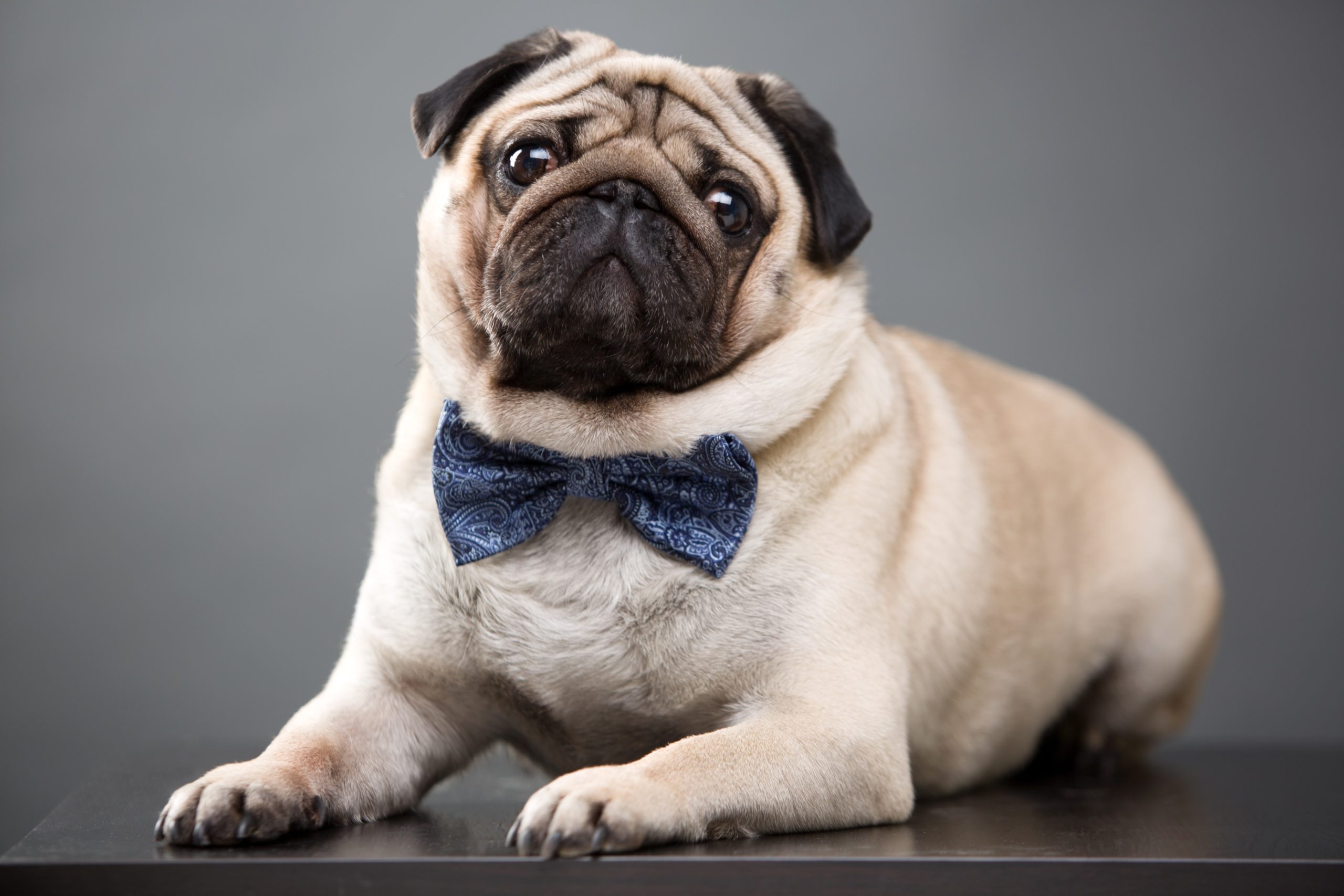 Buldogue Francês