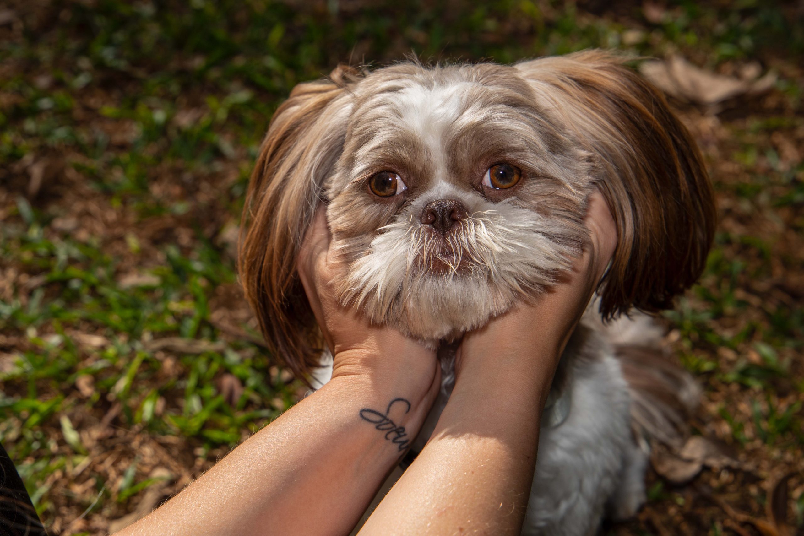 Shih Tzu