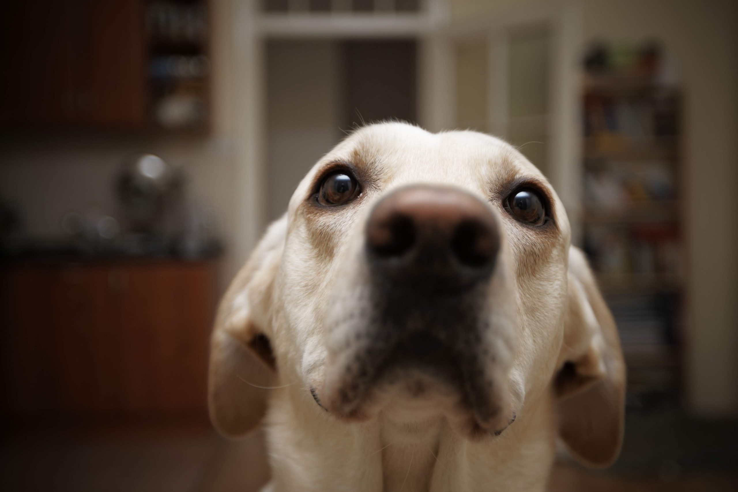 Por que alguns cachorros comem cocô?