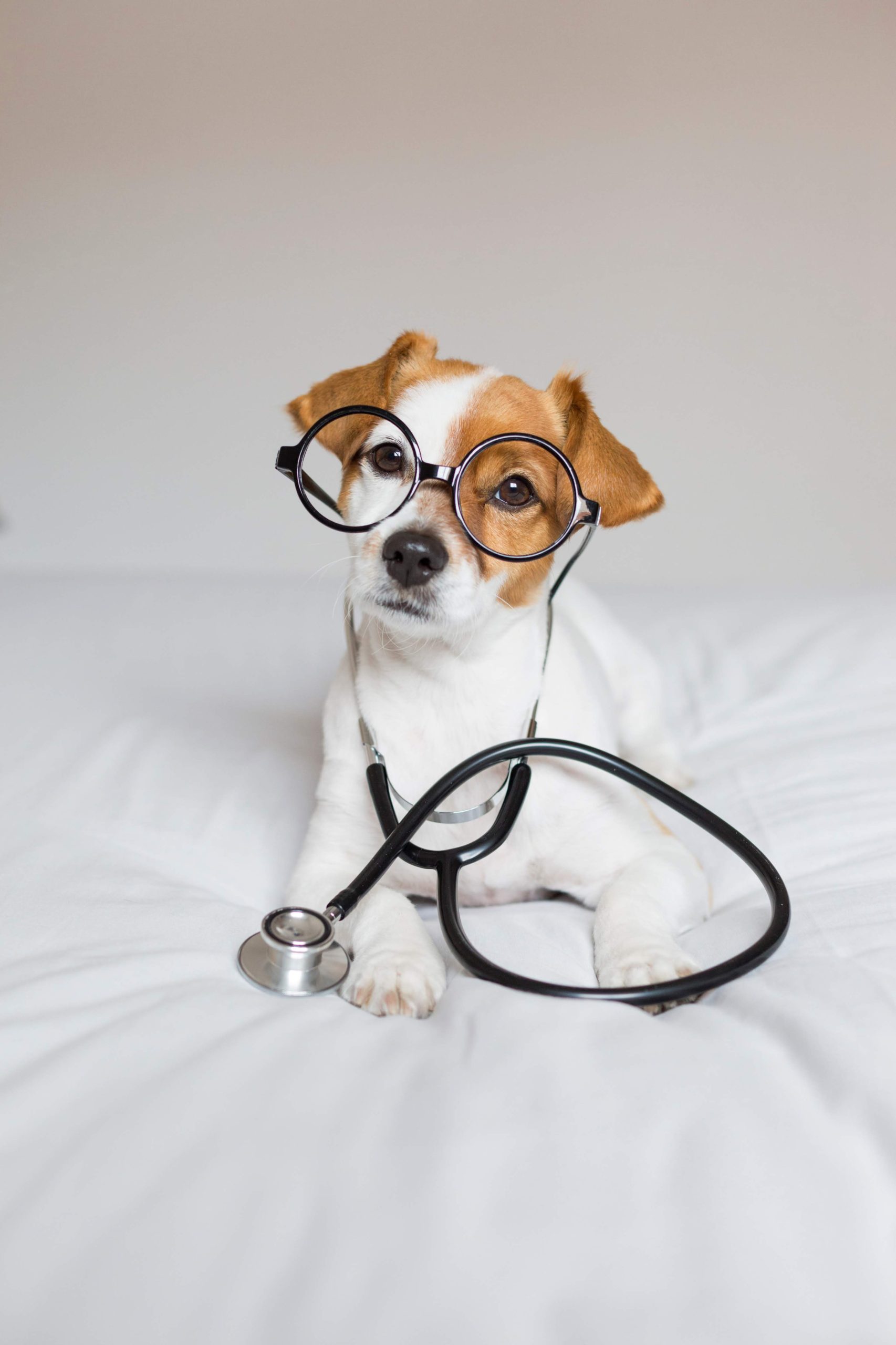Garantia Veterinária: como acionar, regras e prazos