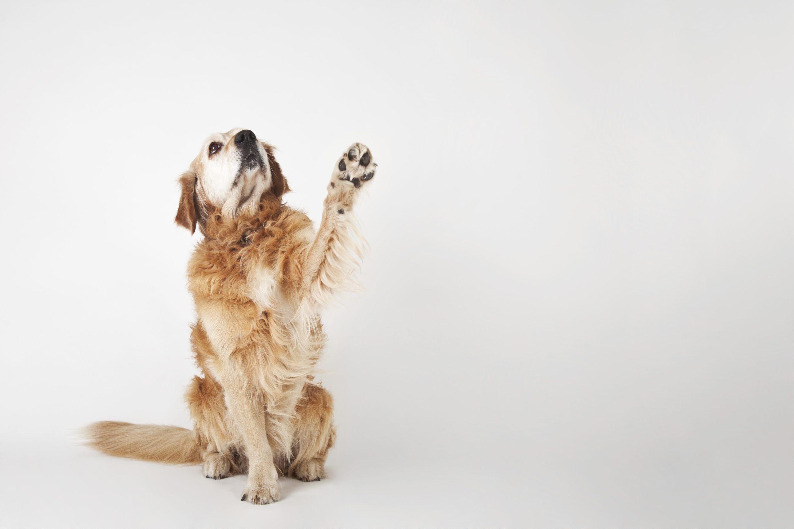 Como fazer uma denúncia para a Petlove?
