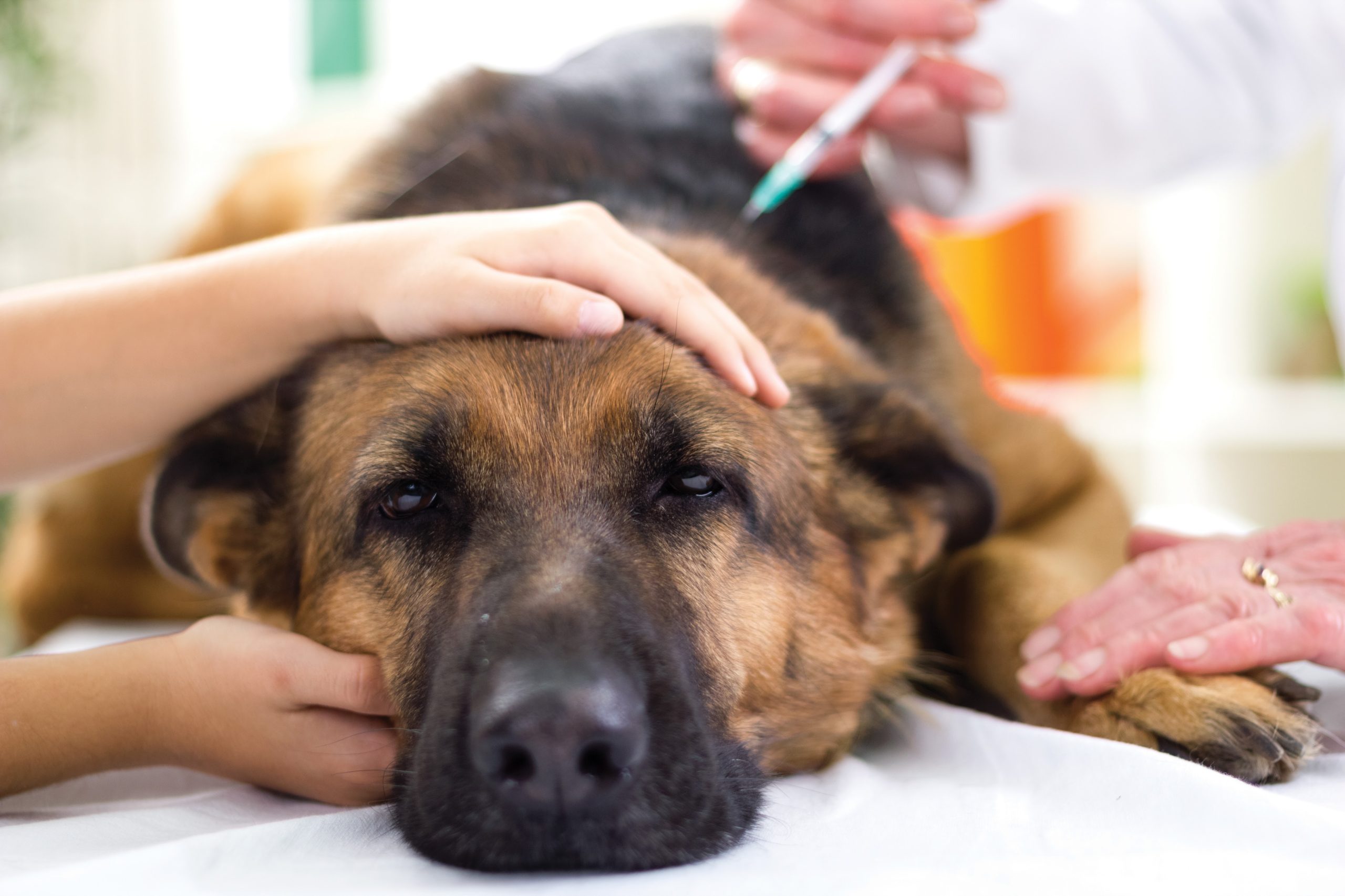 Vacinação de cachorro: tire suas dúvidas
