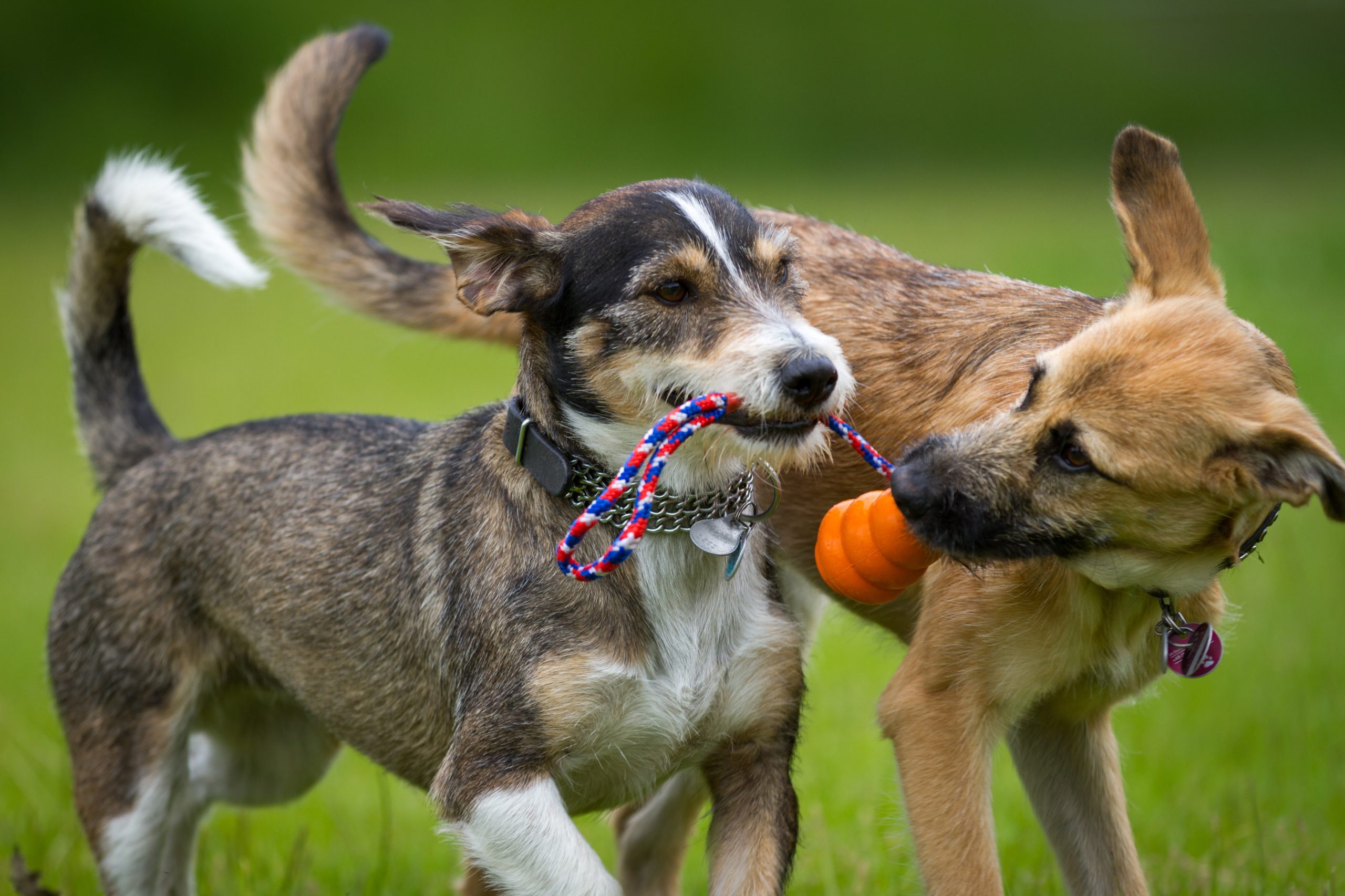 Atividades que os cães mais gostam