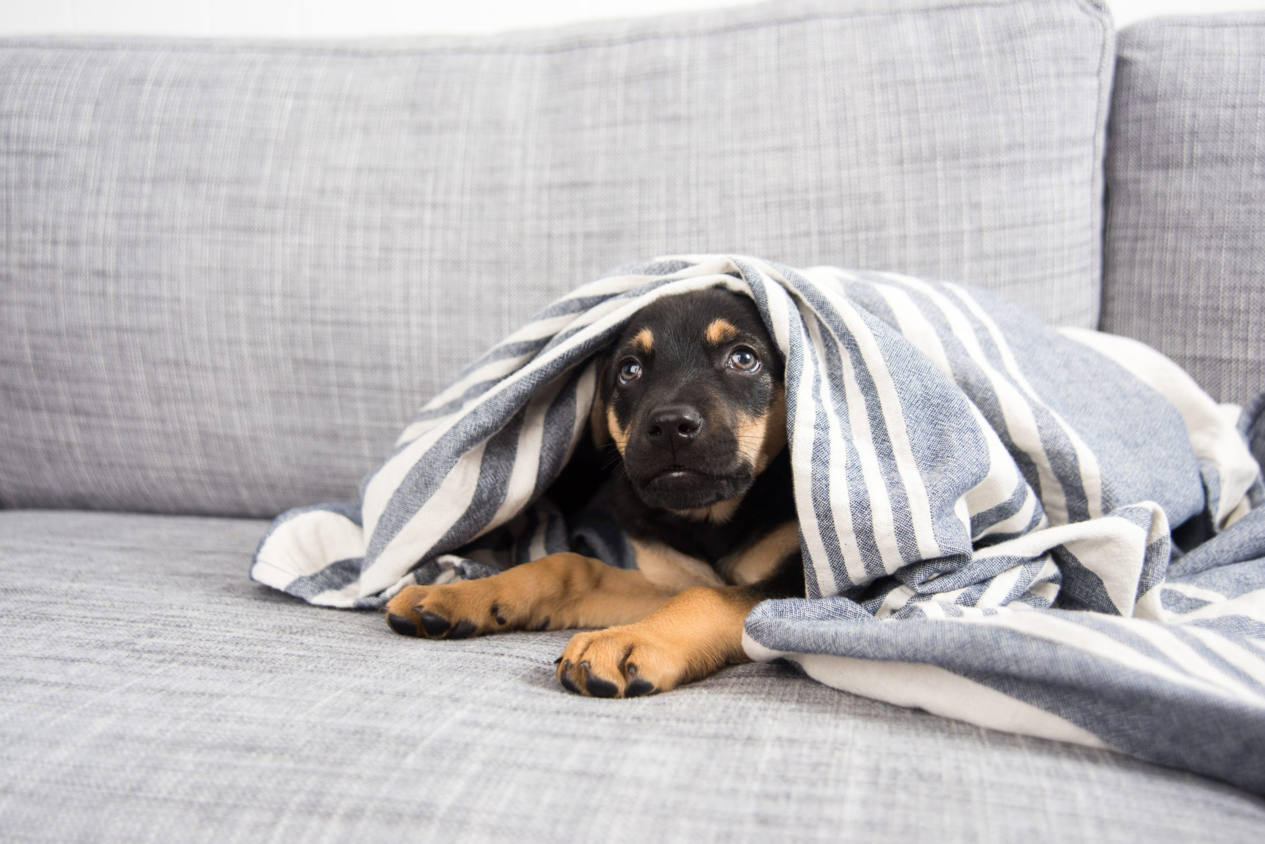 Pet sente frio? Cuidados com o pet no inverno.