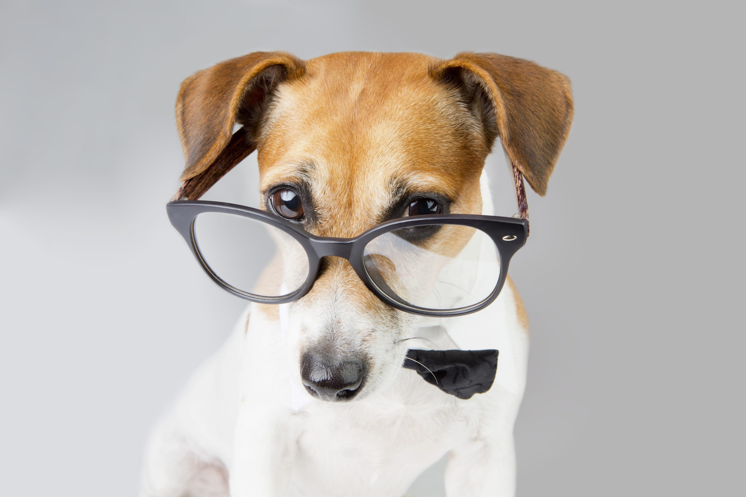 Aprenda a montar uma caixinha de primeiros socorros para pets