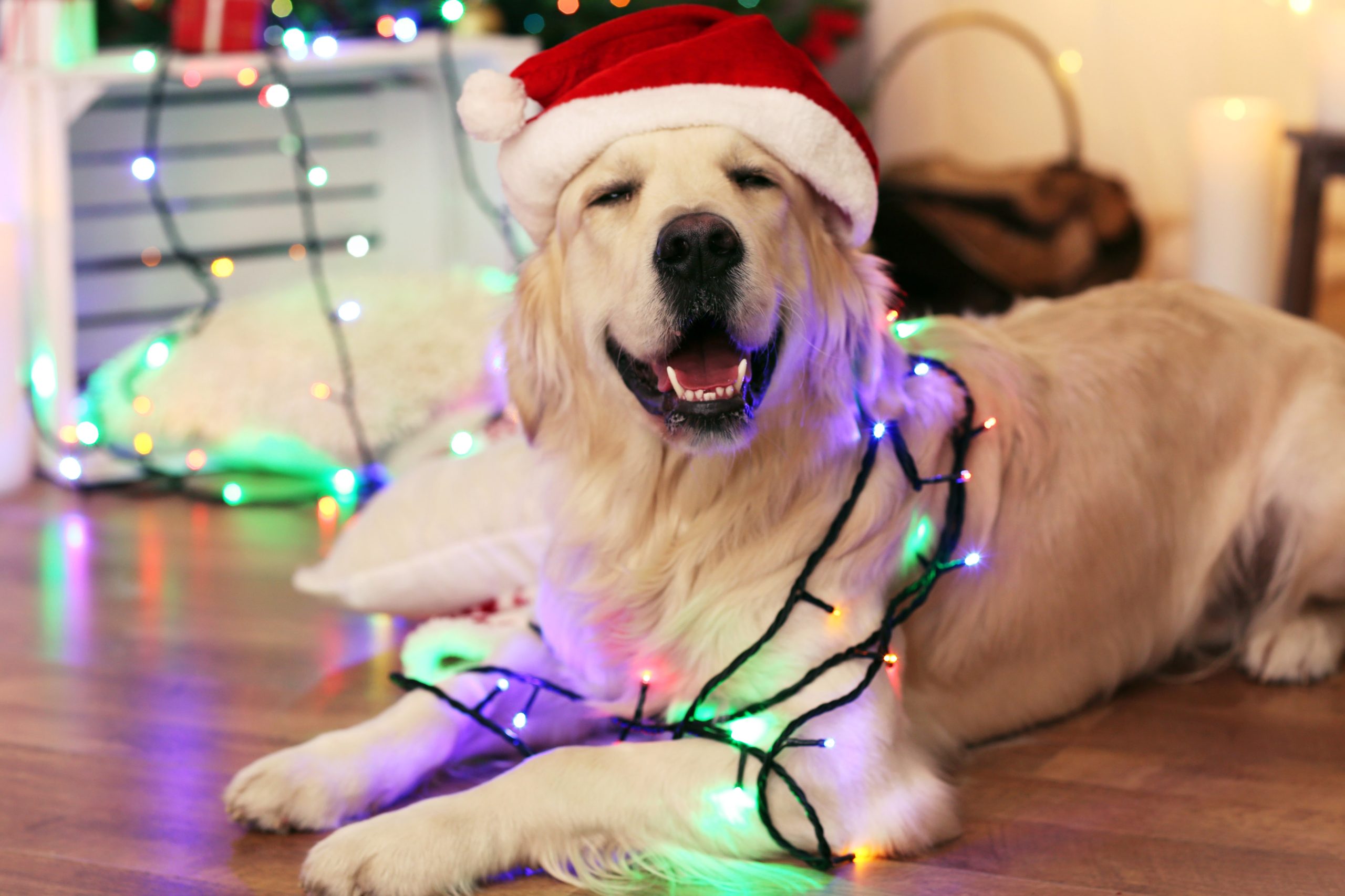 Cuidados com os pets durante as festas de fim de ano