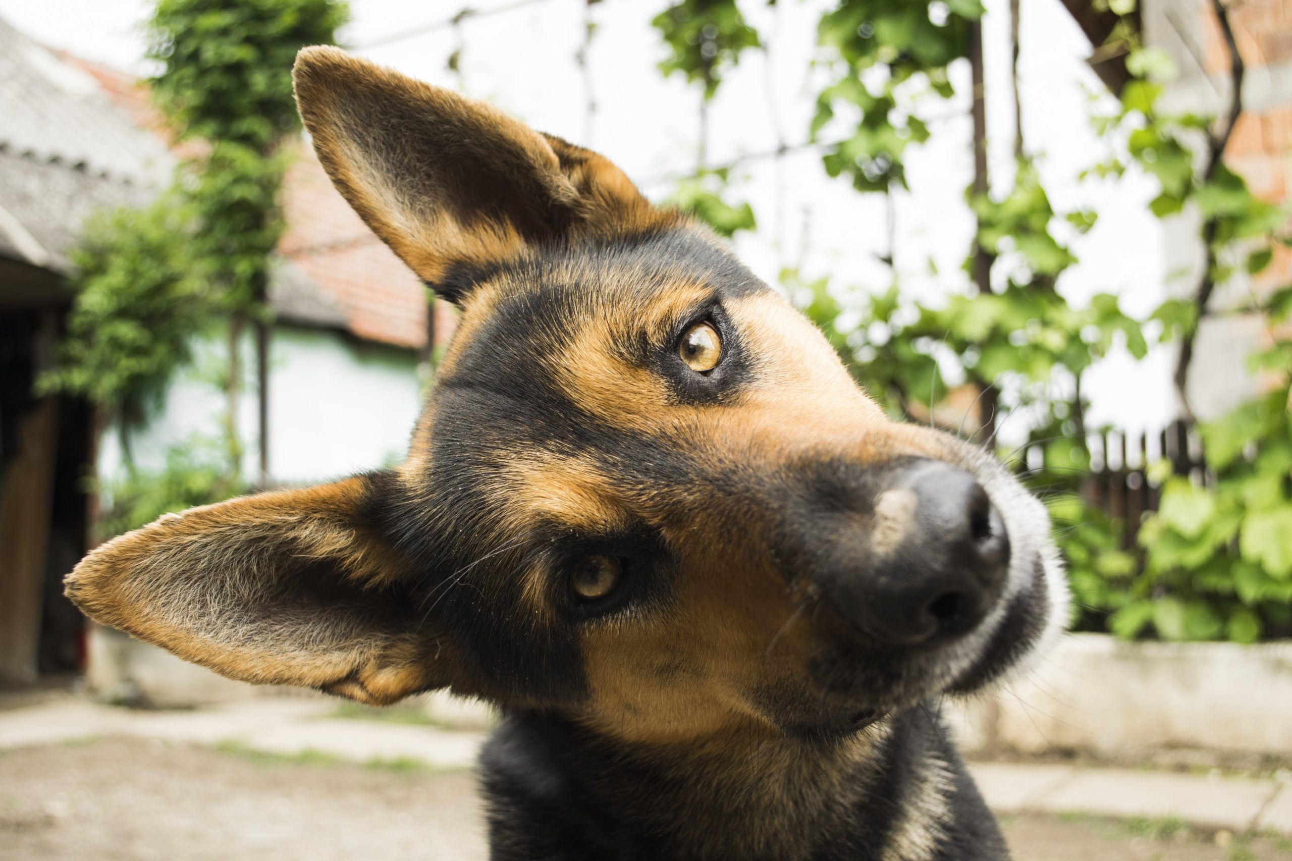 Cachorro assustado: o que fazer?