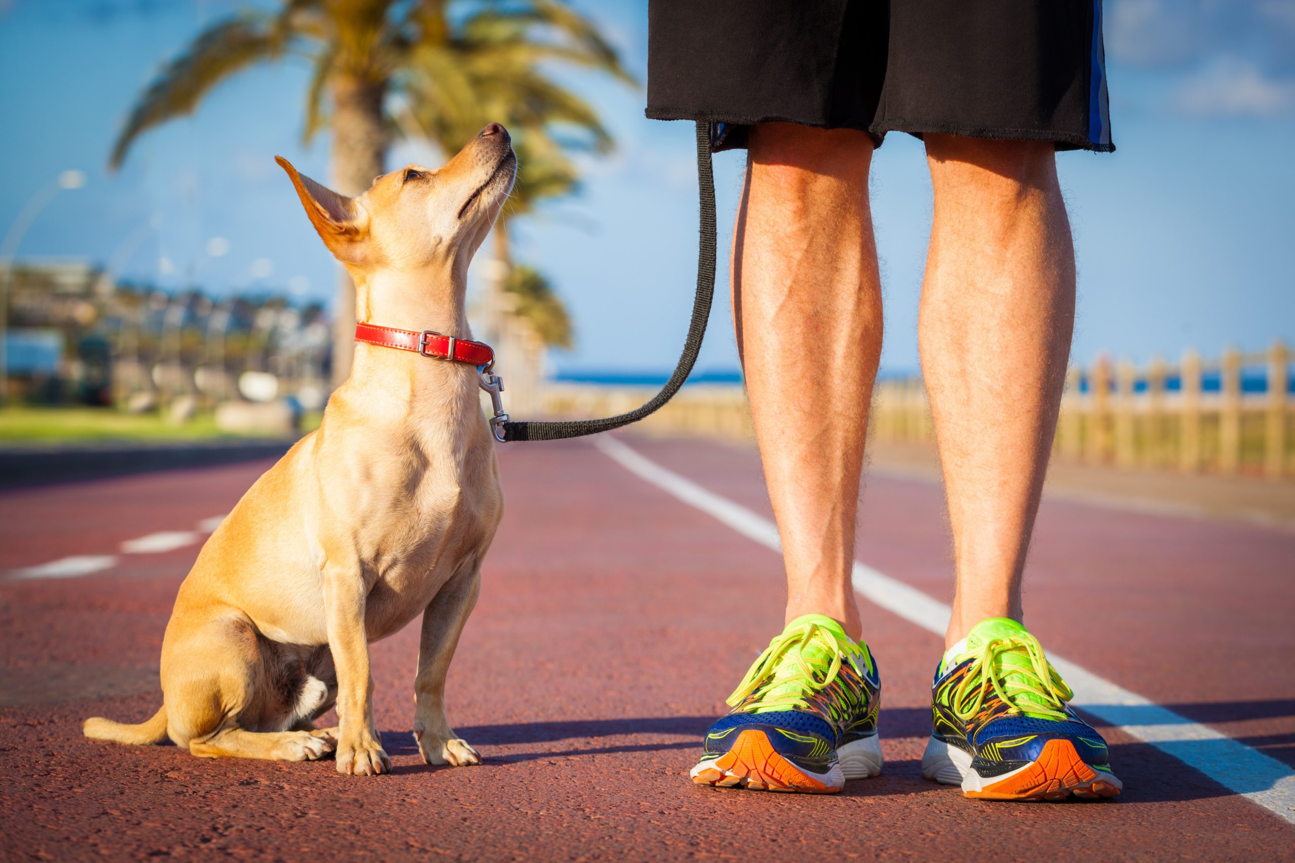 Dicas para passear tranquilamente com cães durante o serviço