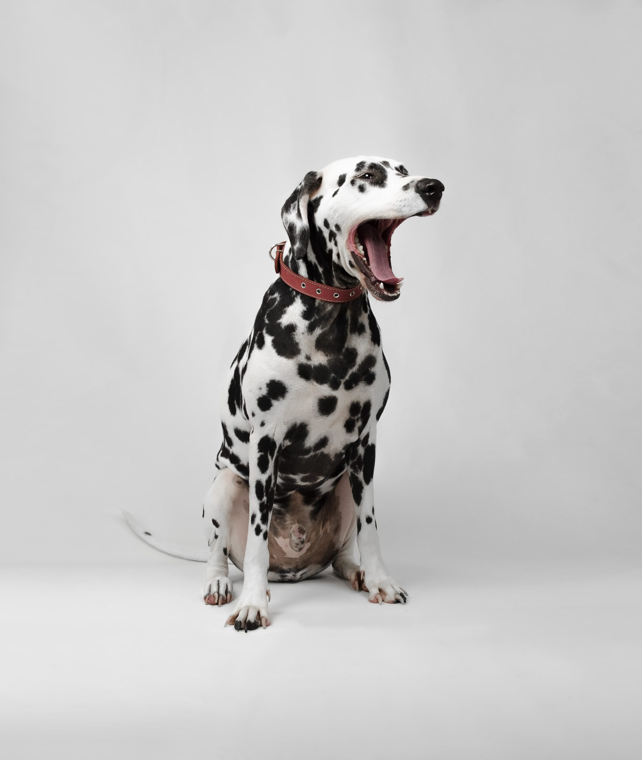 Cachorro latindo: o que fazer?