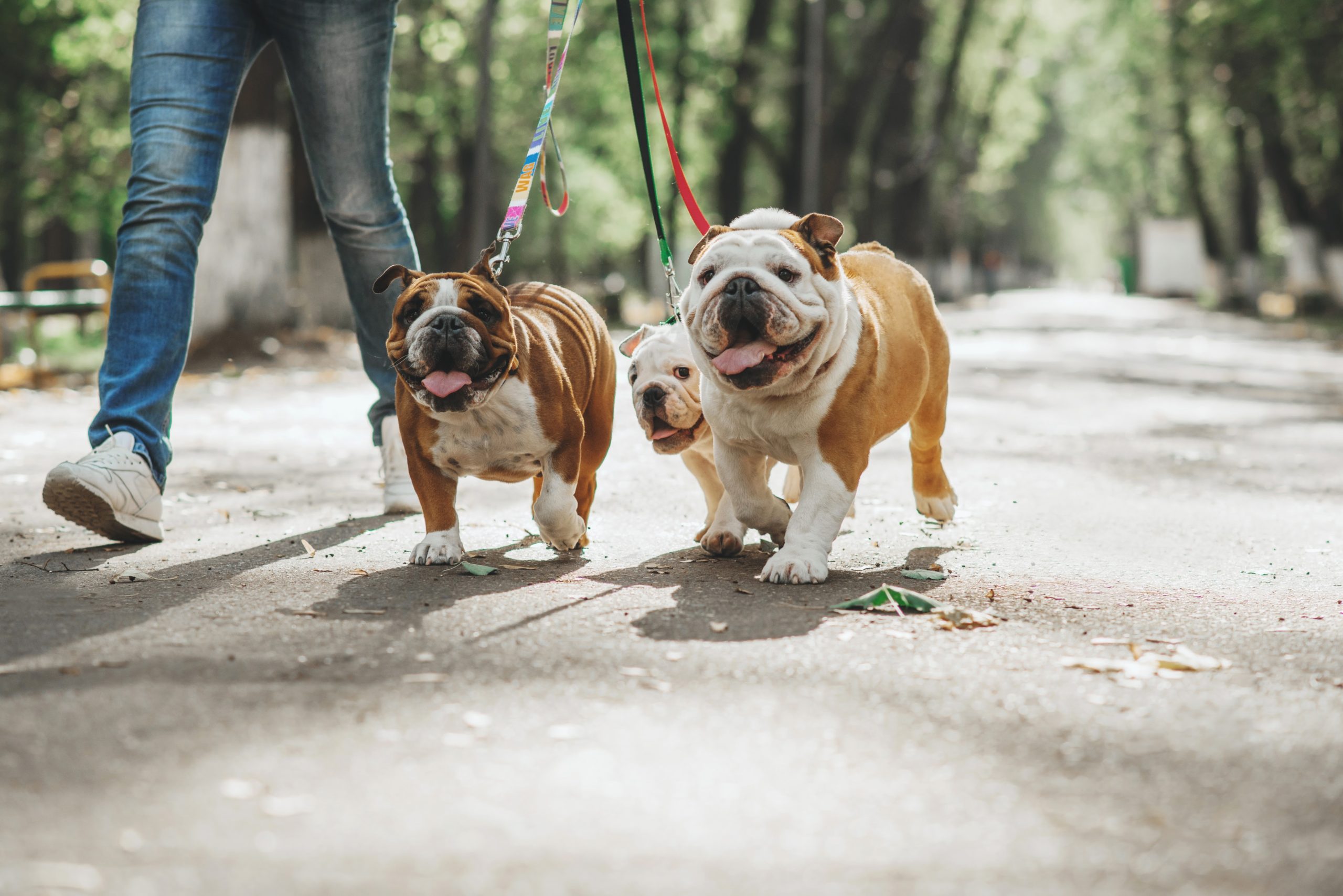 Qual a importância do passeio para o meu cachorro e os hóspedes?
