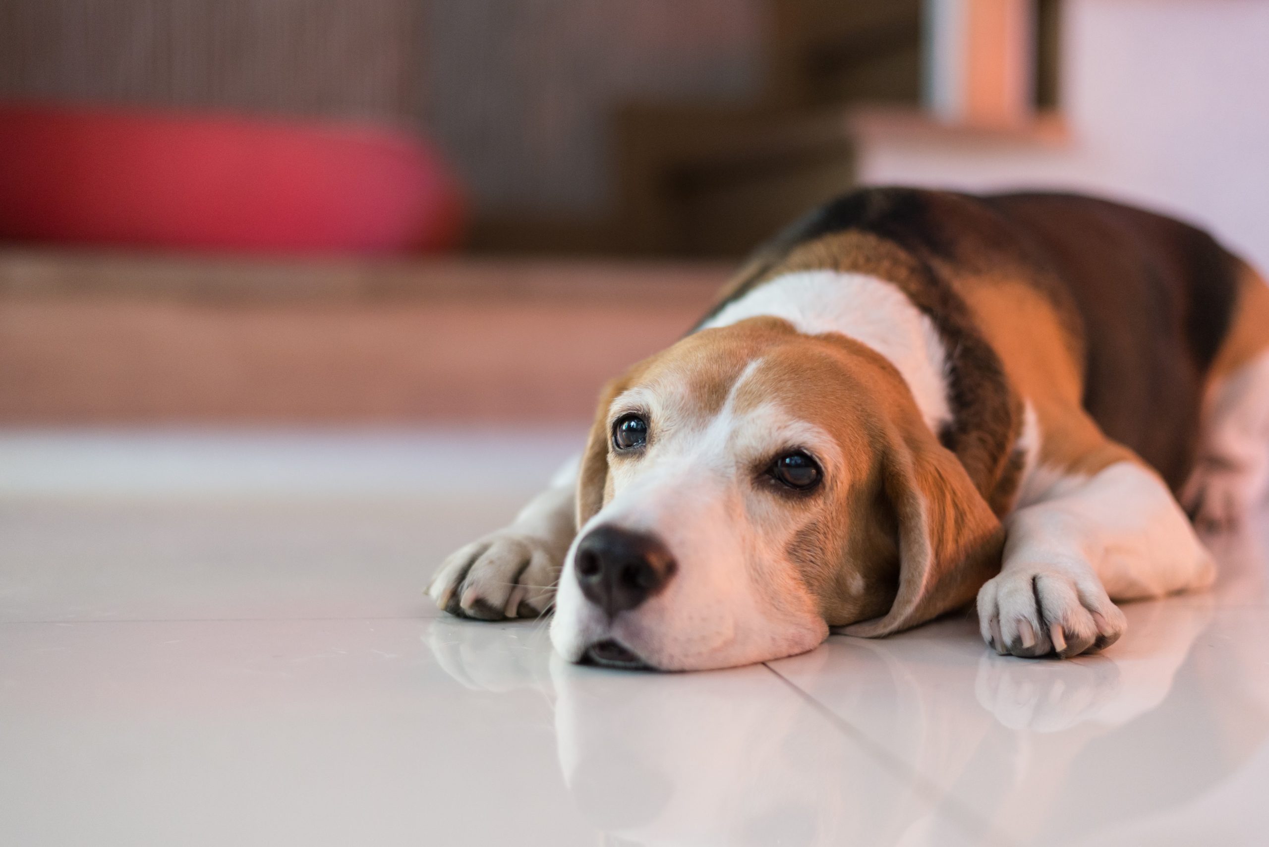 8 dicas para cuidar de pets idosos