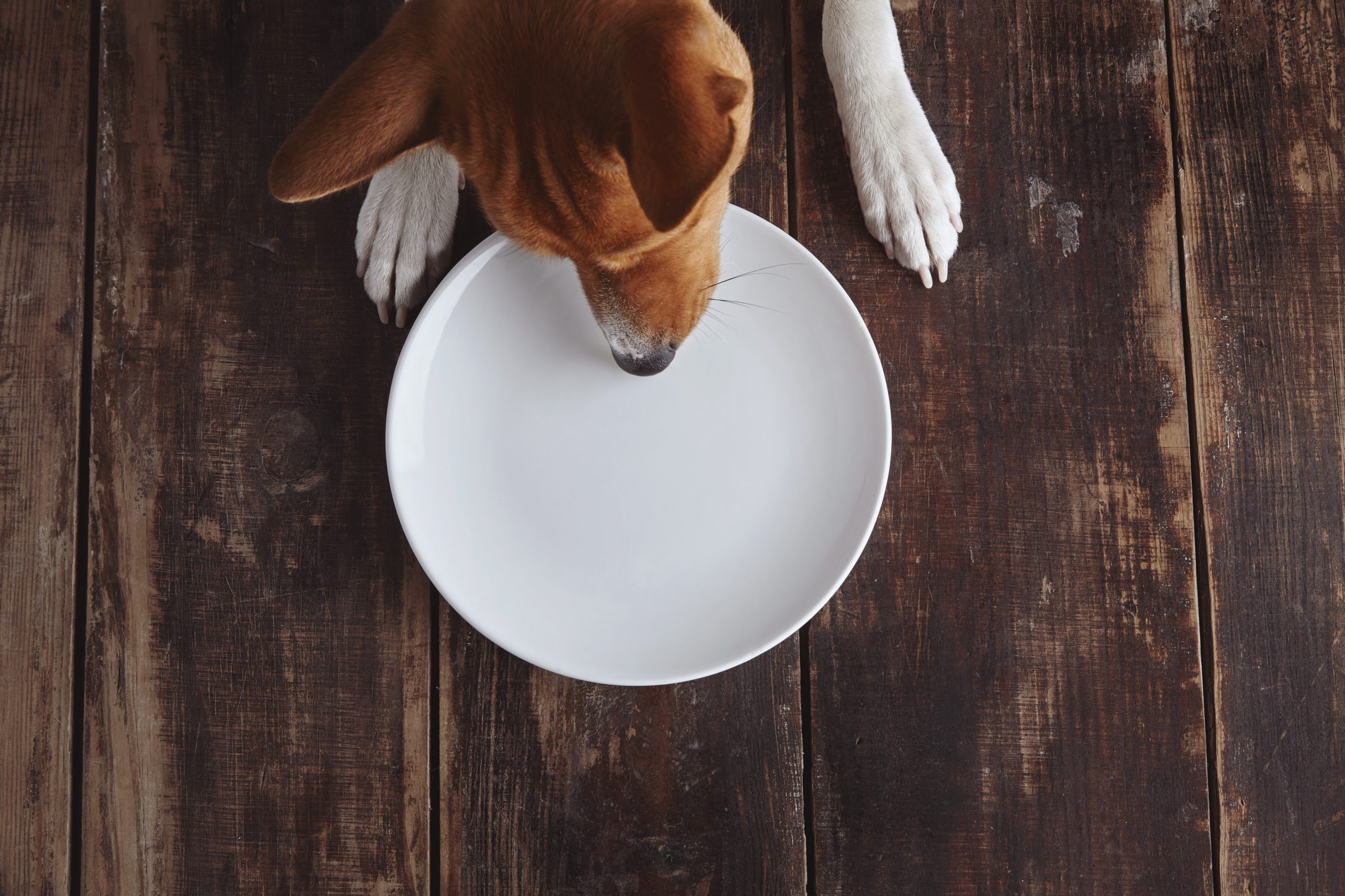 Cachorro pode comer banana?