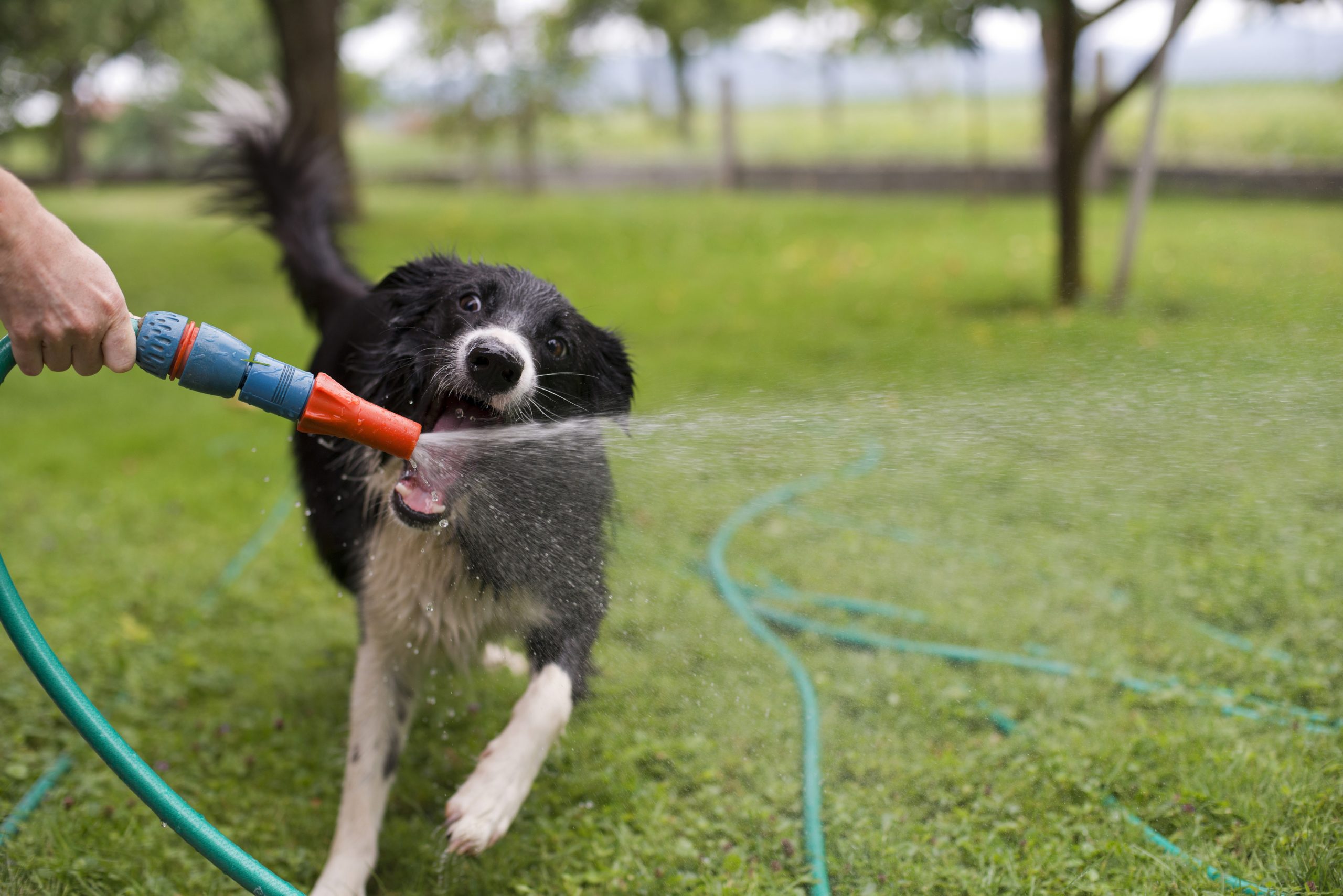Xixi de cachorro: receitas caseiras e produtos para eliminar o cheiro