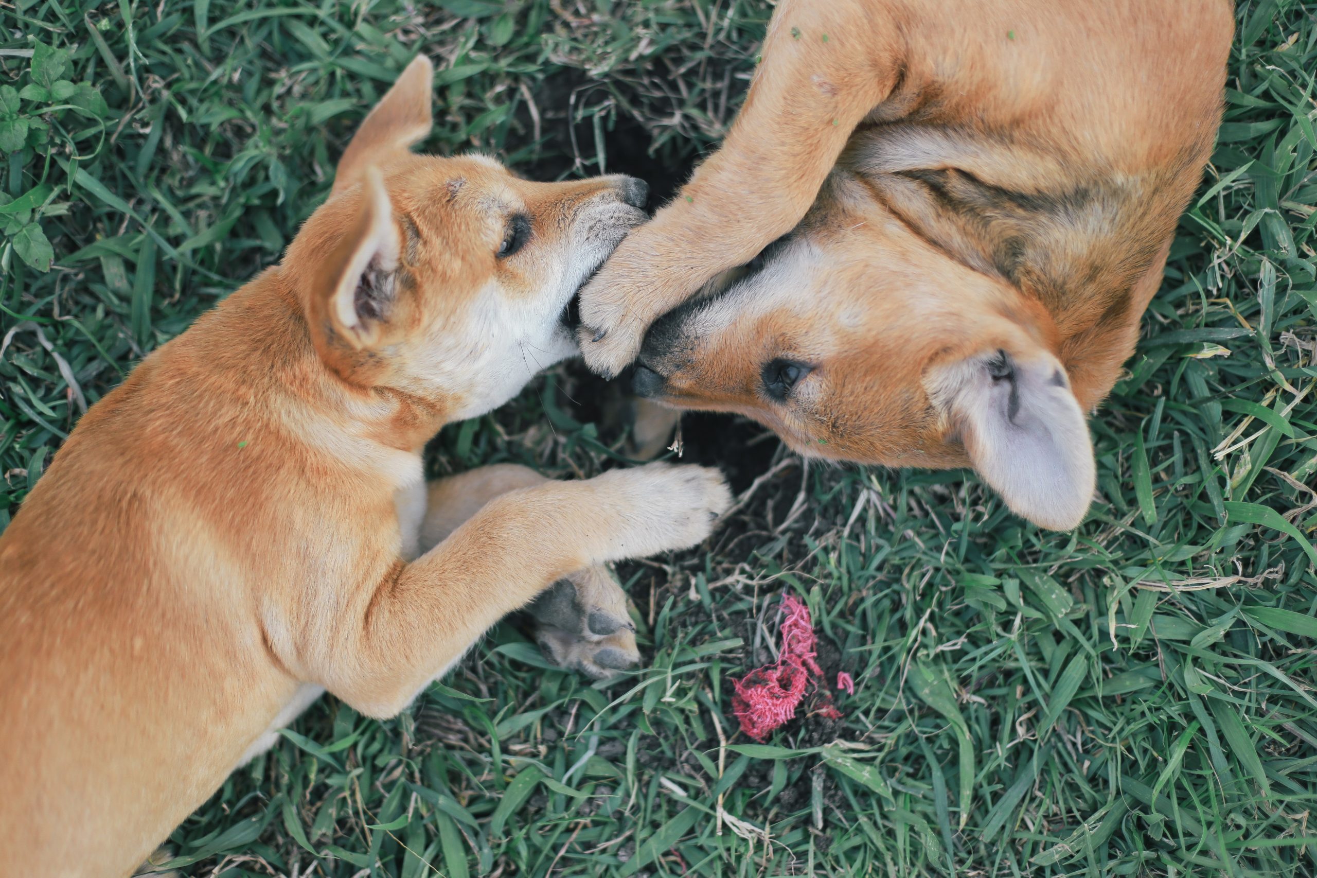 Como evitar brigas entre cães