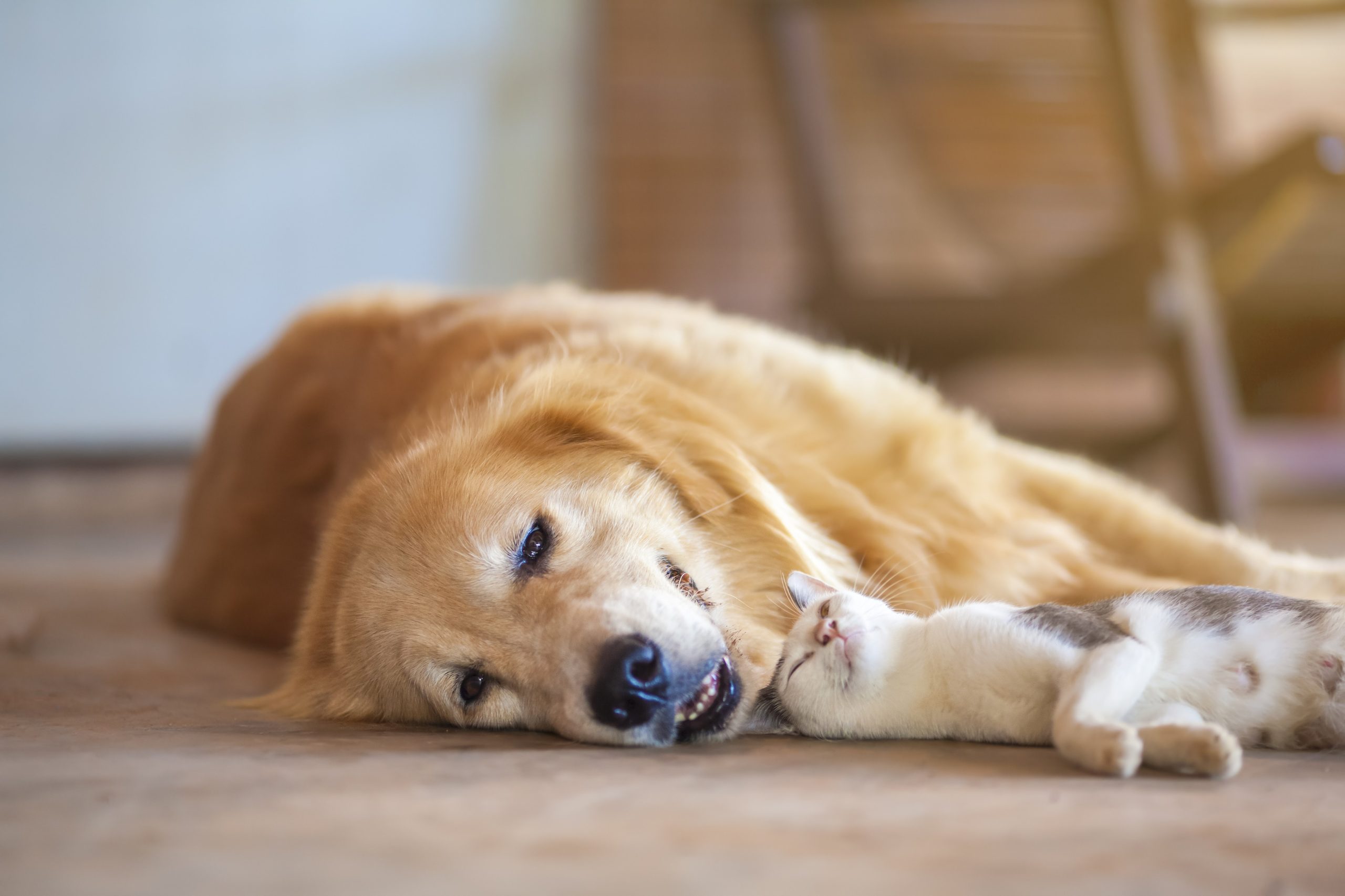 Filtros de busca: gatos e cachorros não castrados