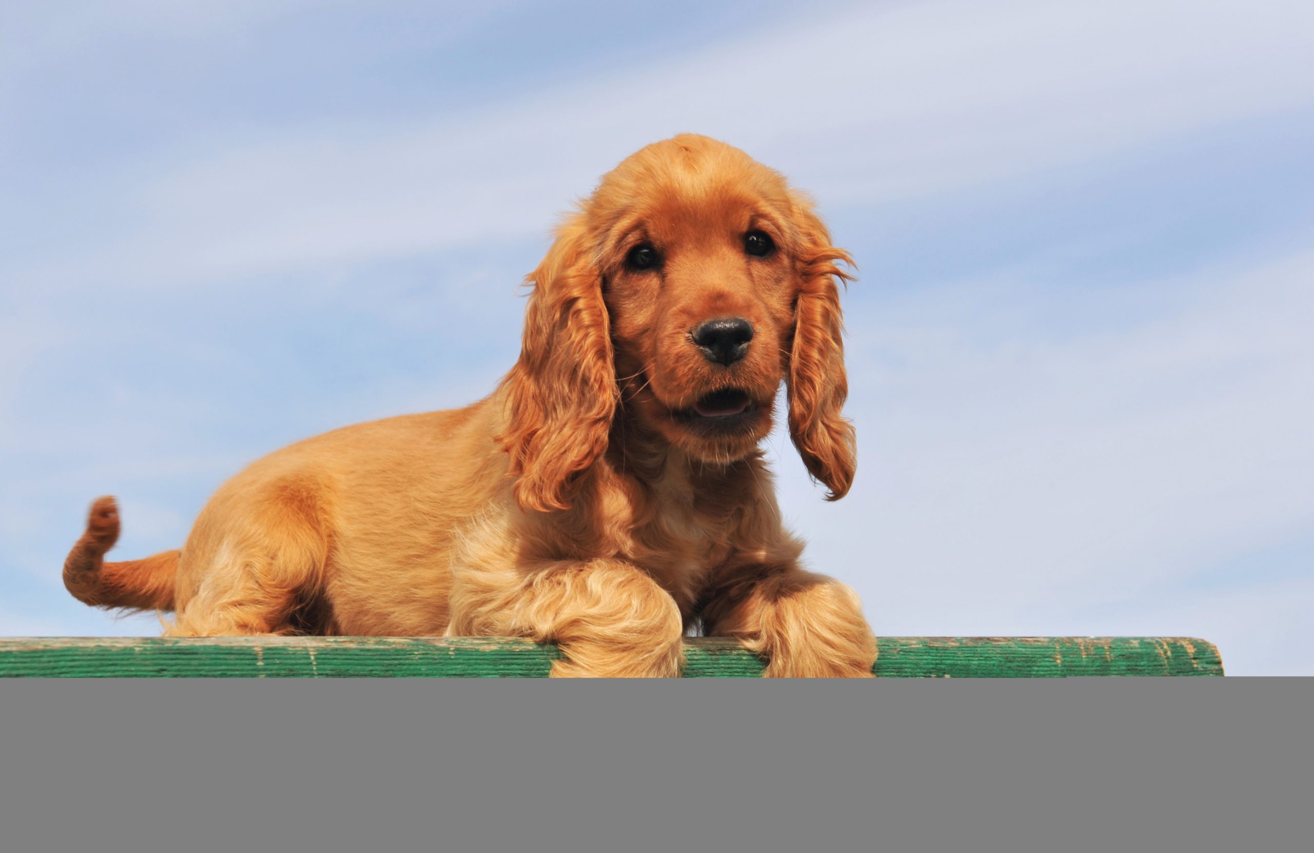 Já pensou em ser um Pet Sitter?