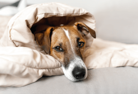 Pets podem se infectar com a Gripe Influenza?