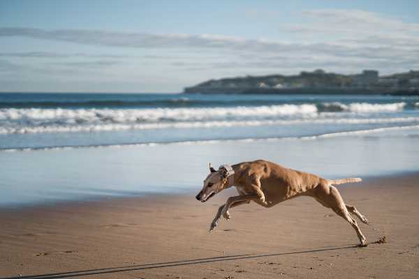 Qual o cachorro mais rápido do mundo? Conheça ele e outras raças velozes