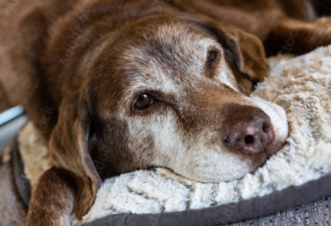 Tudo sobre Pets Idosos: baixe aqui nosso ebook!