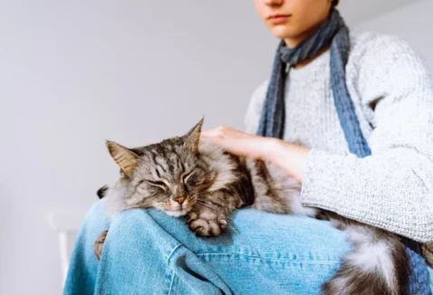 O que é e como funciona o serviço de pet sitter