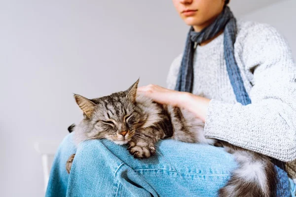 O que é e como funciona o serviço de pet sitter