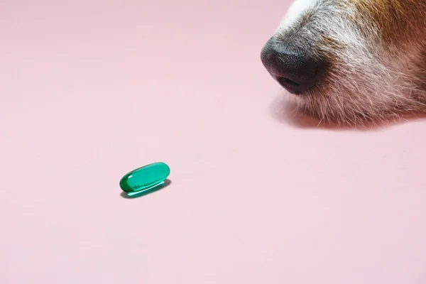 vitamina para cachorro idoso