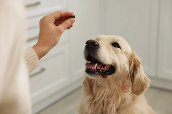 Cachorro tomando suplemento para cachorro idoso
