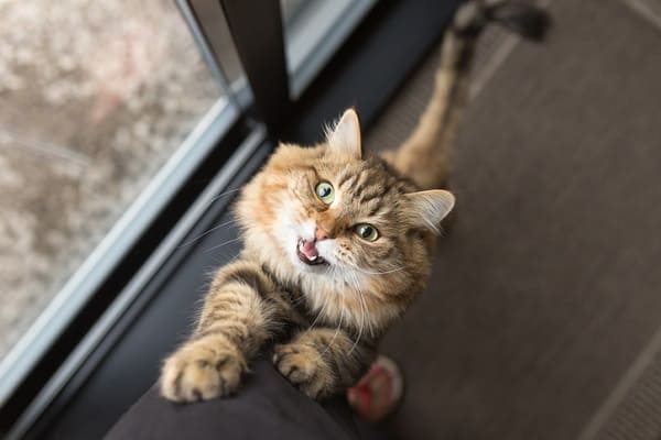 Gato com as patas no colo de tutor