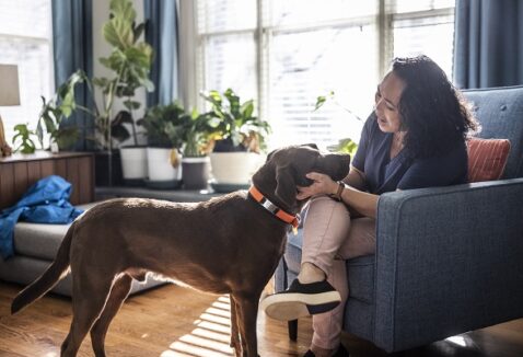 Pet sitter: entenda tudo sobre a profissão e suas funções