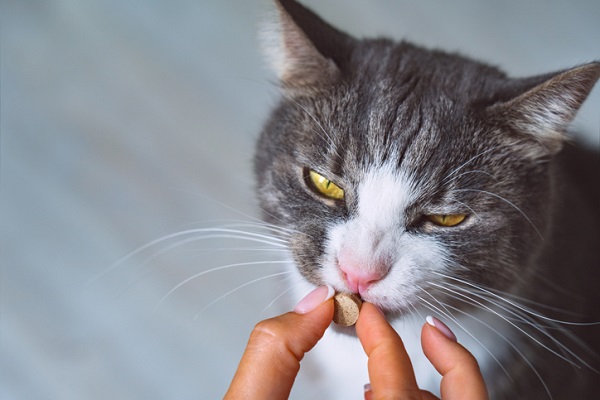 Gato tomando suplemento