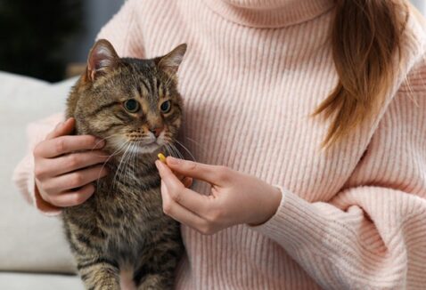 Suplemento para gatos: quais os principais e quando suplementar o pet?
