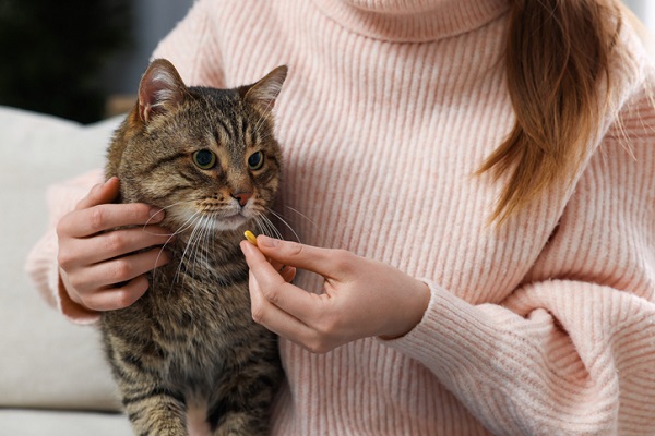 Suplemento para gatos: quais os principais e quando suplementar o pet?