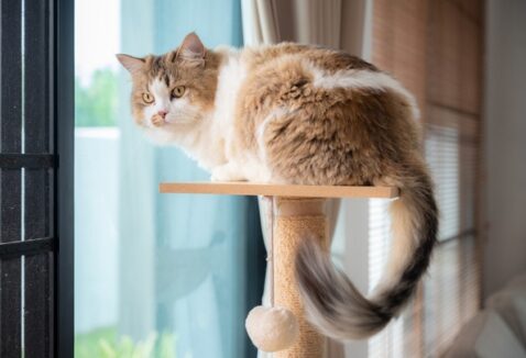Gato idoso: enriquecimento ambiental para pets velhinhos