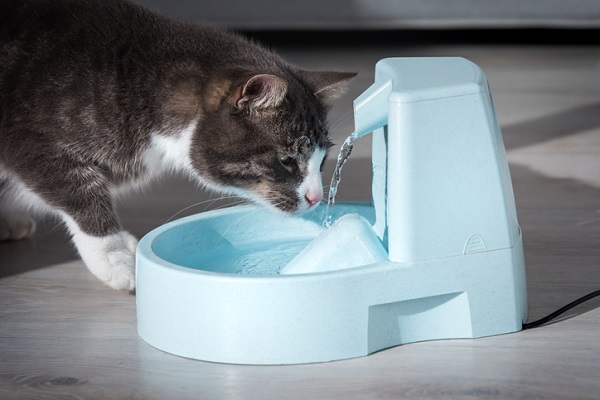 Gato tomando água na fonte.