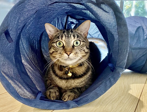 Gato dentro de túnel.