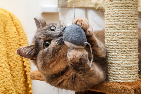 Gato brincando