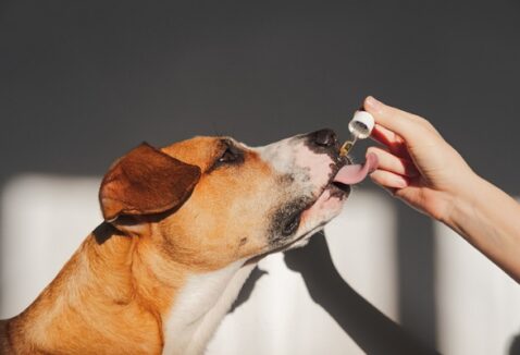 Vitamina para cachorro idoso: como saber se seu pet precisa?