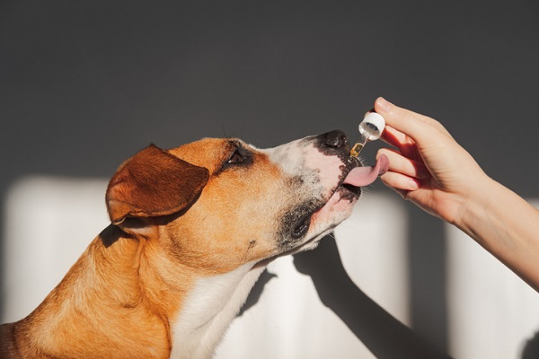 Vitamina para cachorro idoso: como saber se seu pet precisa?