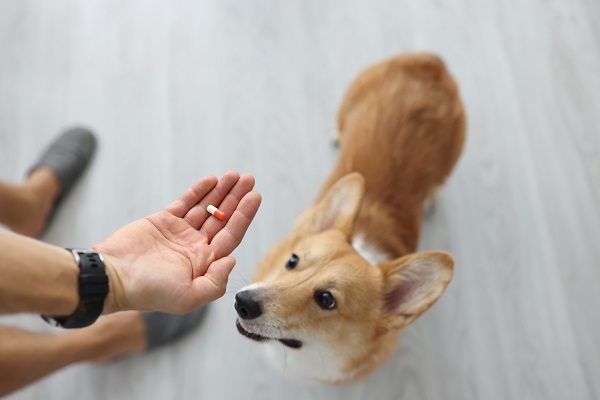 Tutor oferecendo vitamina em capsula para cachorro. 