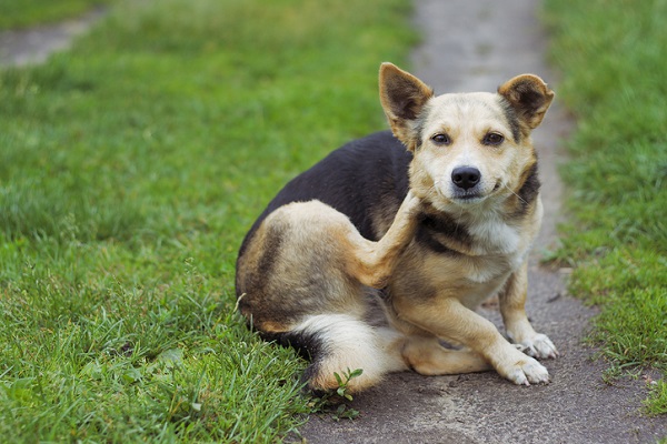 Cachorro se coçando.