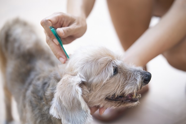 Humano aplicando remédio de pulga e carrapato em cachorro. 